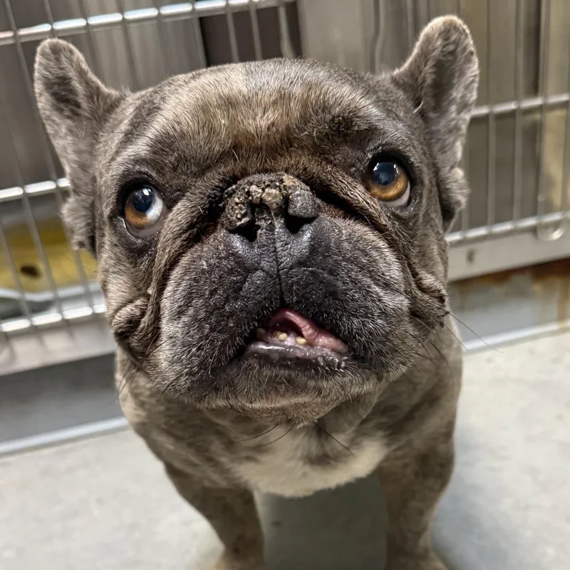 An adult medium-sized male French Bulldog dog named Bastille for adoption in Los Angeles, CA