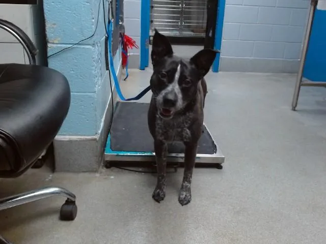 An adult medium-sized male Australian Cattle Dog / Blue Heeler dog named Nipsey for adoption in Albuquerque, NM