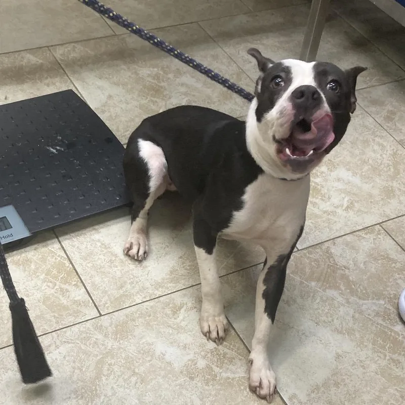An adult small-sized female Black Mixed Breed dog named Calypso for adoption in Galveston, TX