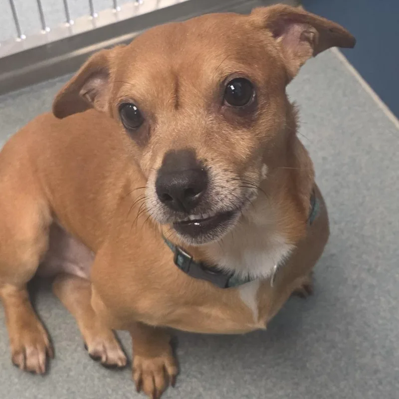 An adult small-sized male Yellow / Tan / Blond / Fawn Chihuahua dog named Brownie for adoption in Chesapeake, VA