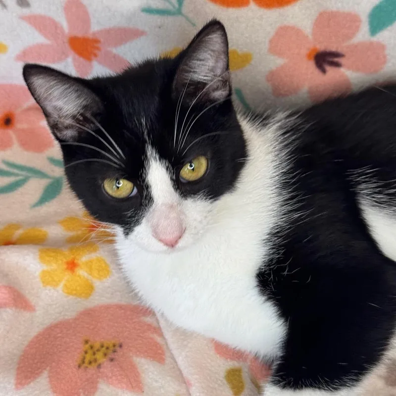 A young small-sized male American Shorthair cat named Ken for adoption in Mount Vernon, IL