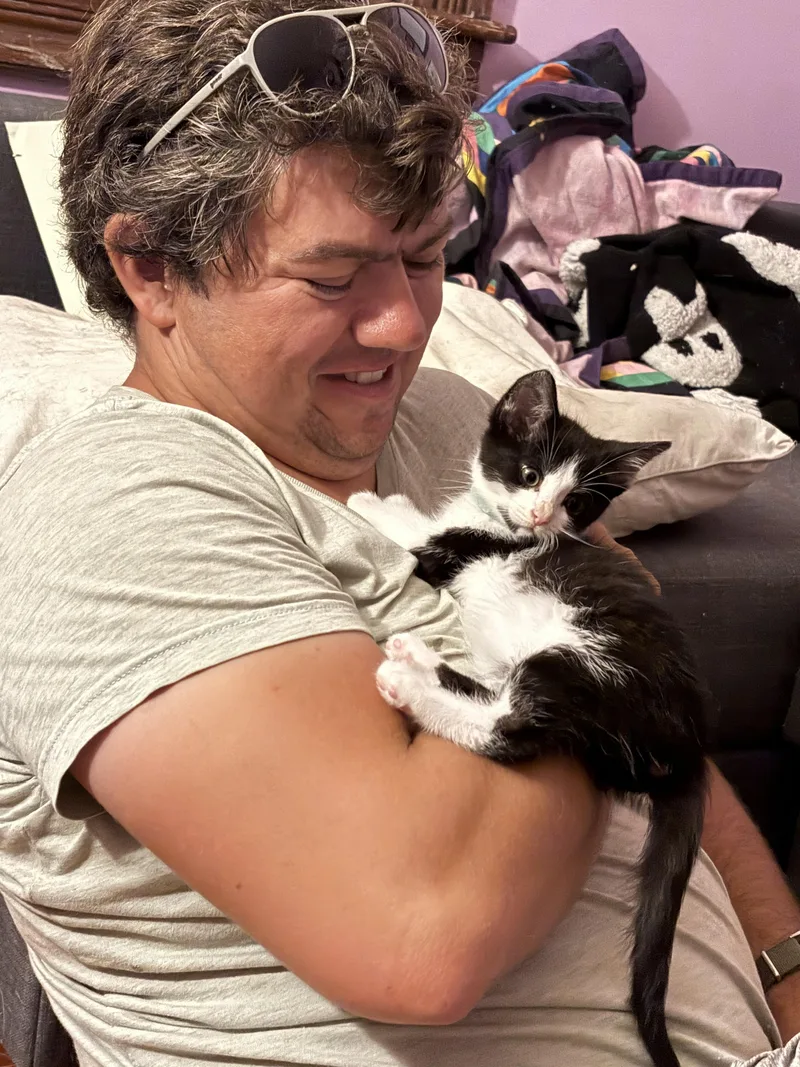 A young medium-sized female Black Domestic Short Hair cat named Angus for adoption in Baltimore, MD