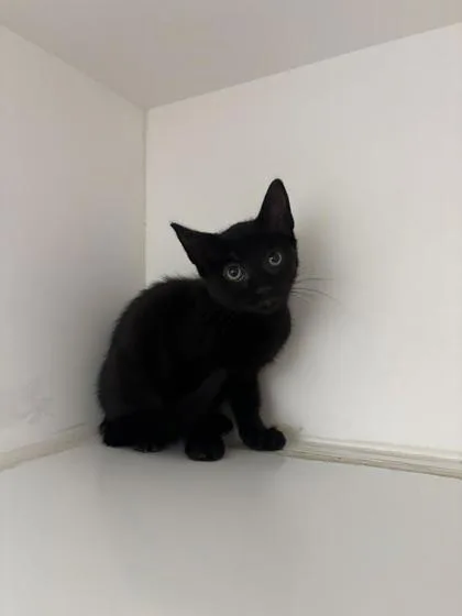 A baby small-sized female Domestic Short Hair cat named Wrenny for adoption in Manteo, NC