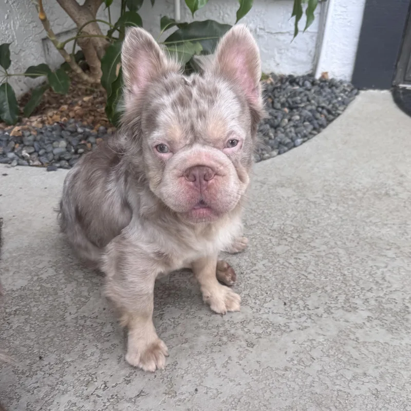 A young small-sized male Merle (Red) French Bulldog dog named Frappuccino for adoption in Rancho Santa Fe, CA