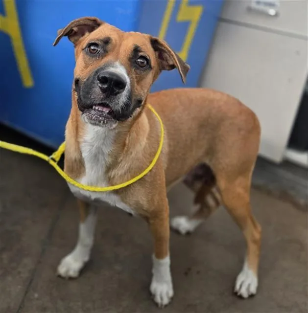 A young large-sized female Mixed Breed dog named Cleo for adoption in Dallas, TX