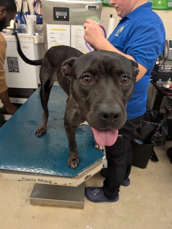 An adult medium-sized female Black Mixed Breed dog named Luna for adoption in Mobile, AL