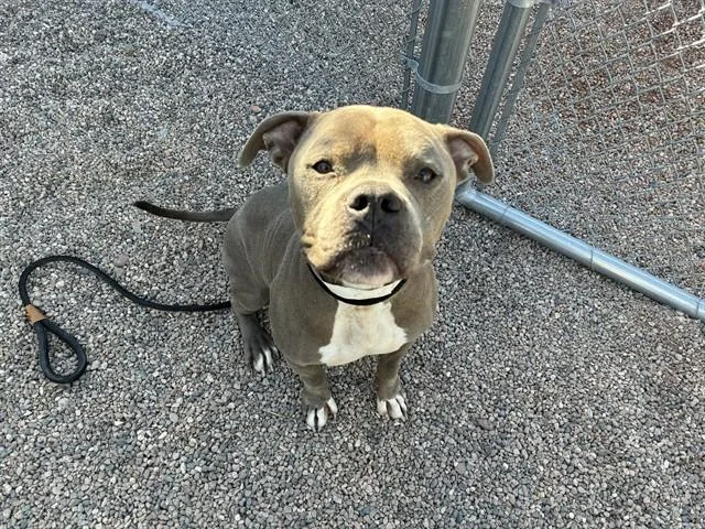 A young medium-sized male Pit Bull Terrier dog named Hamlet for adoption in Mesa, AZ
