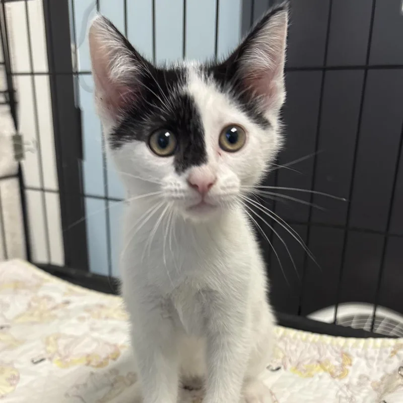 A baby small-sized female White Domestic Short Hair cat named Coral for adoption in Naperville, IL