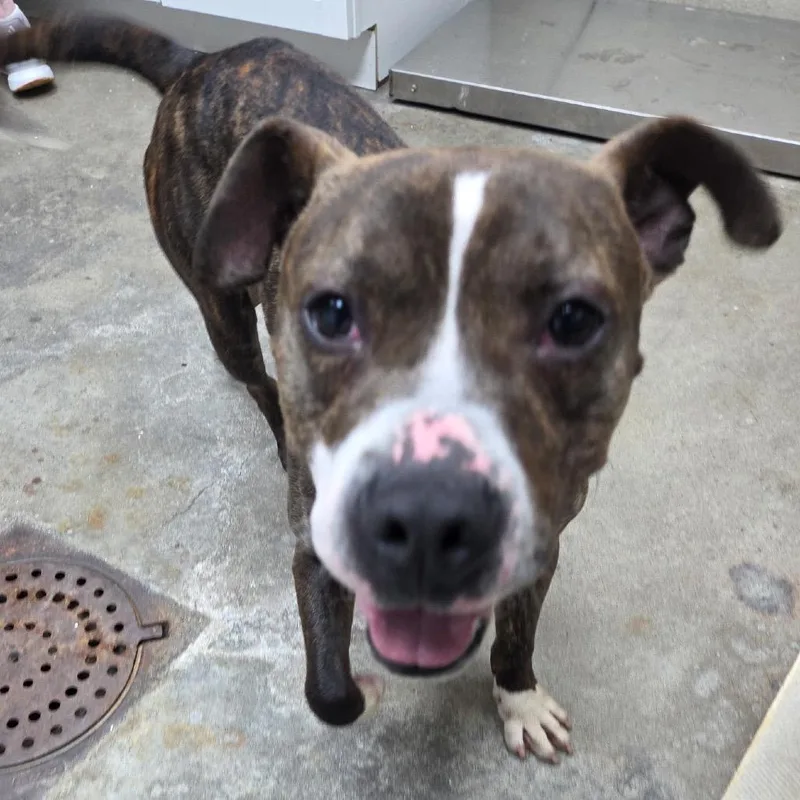 An adult medium-sized male Brindle Pit Bull Terrier dog named Shakey for adoption in Madisonville, KY
