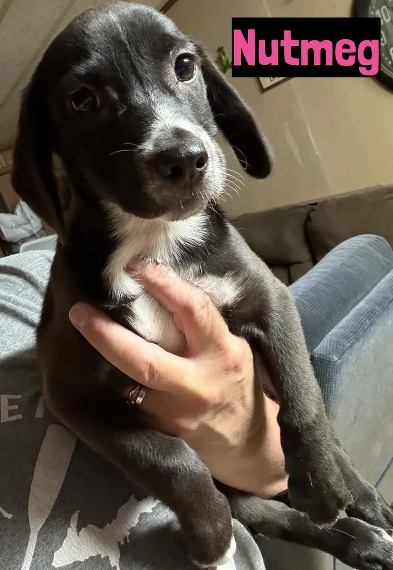 Nutmeg