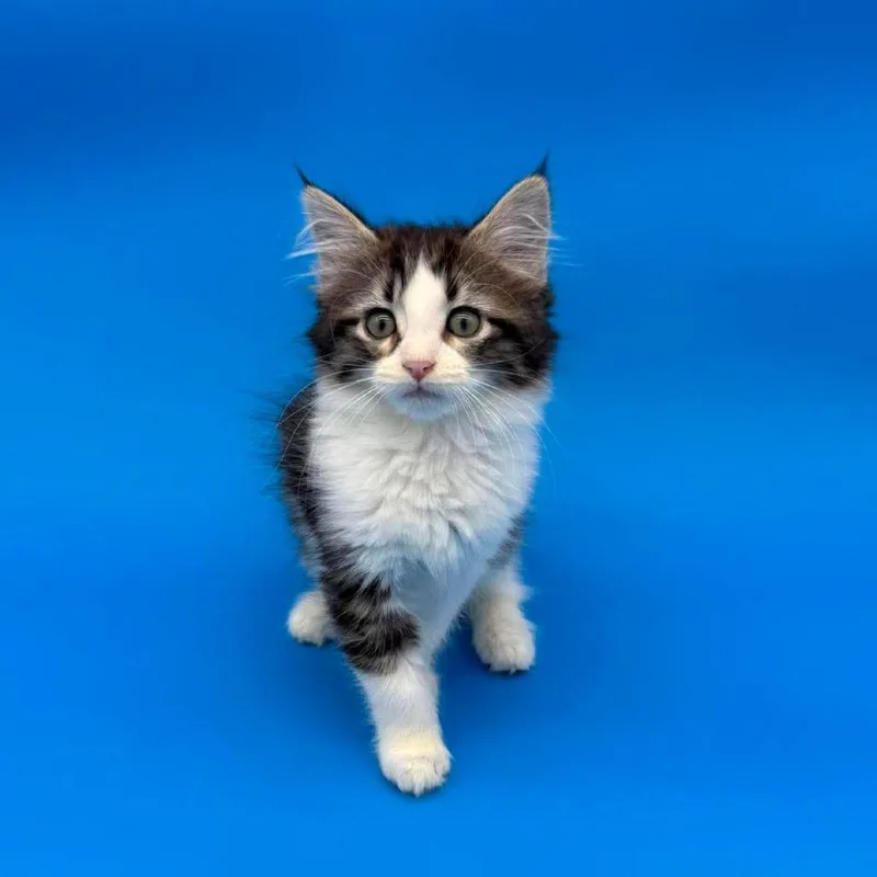 A baby small-sized female Brown / Chocolate Domestic Short Hair cat named Gretel for adoption in Plainfield, IL
