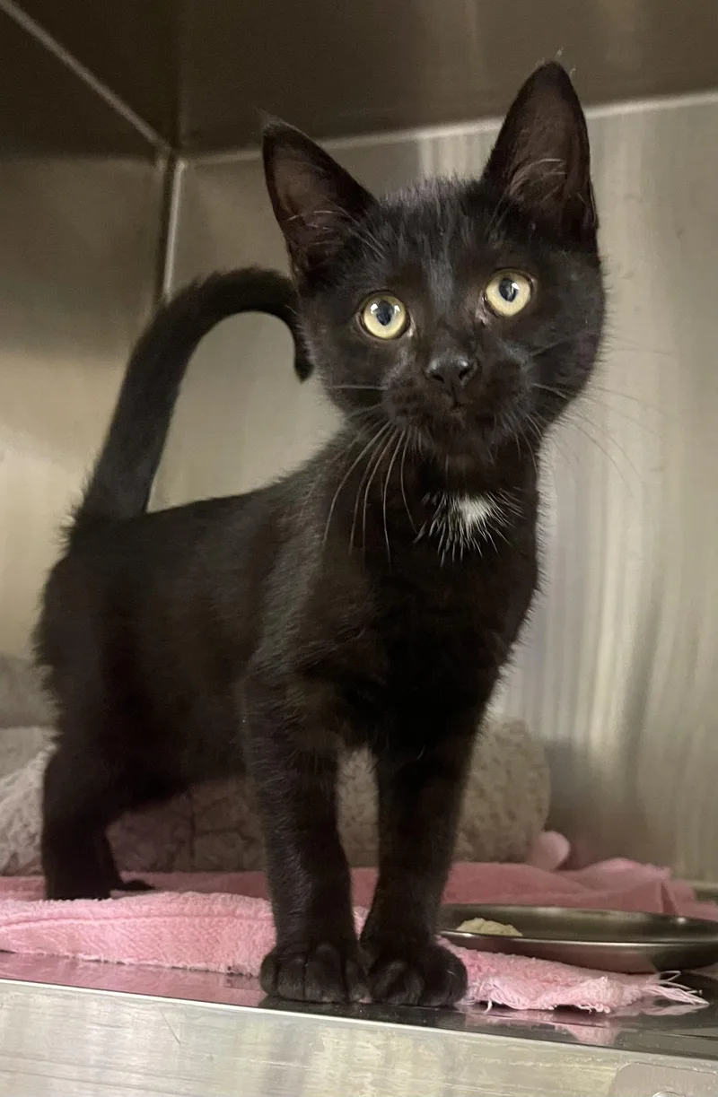 A young medium-sized male Black Domestic Short Hair cat named Boots for adoption in Stratford, CT