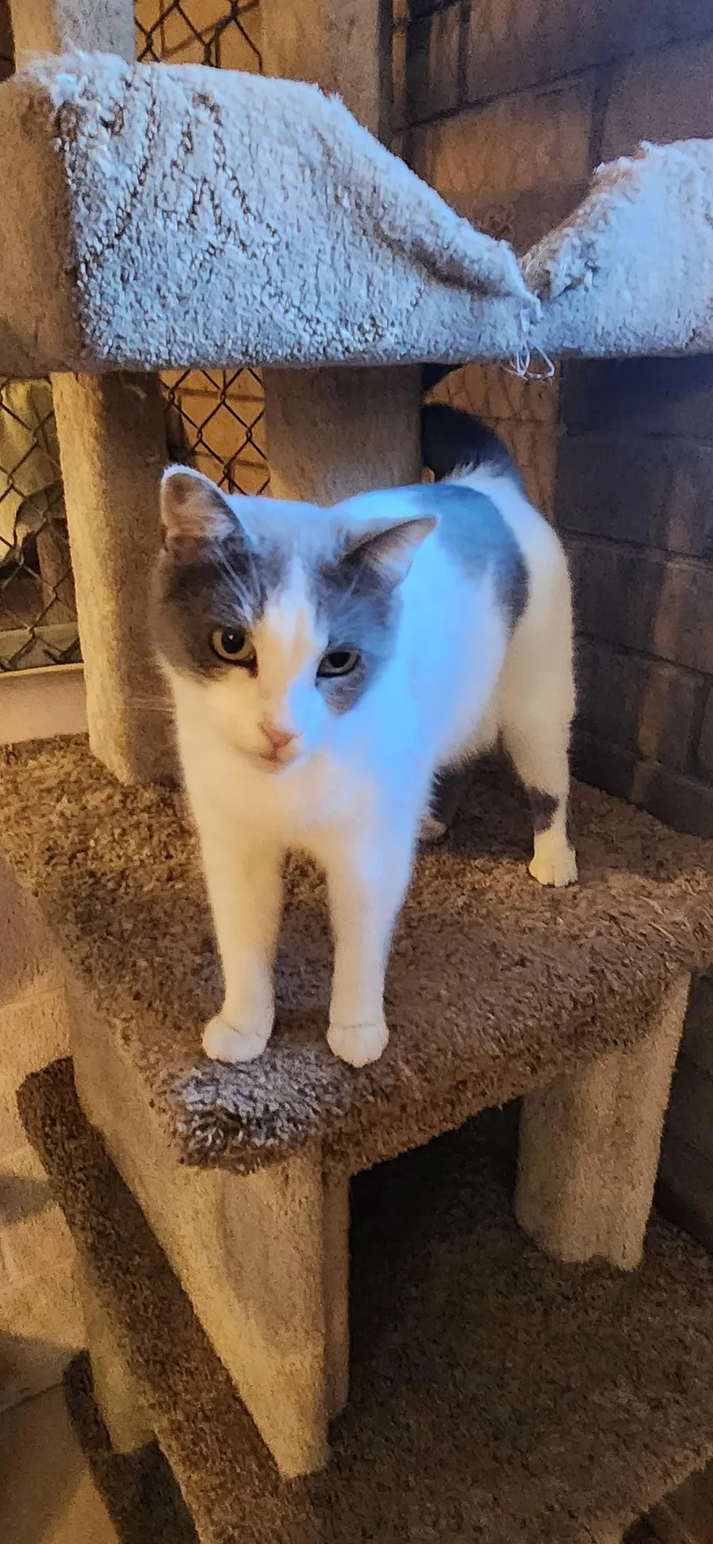 An adult large-sized female Gray & White Domestic Short Hair cat named Pebbles for adoption in Phoenix, AZ