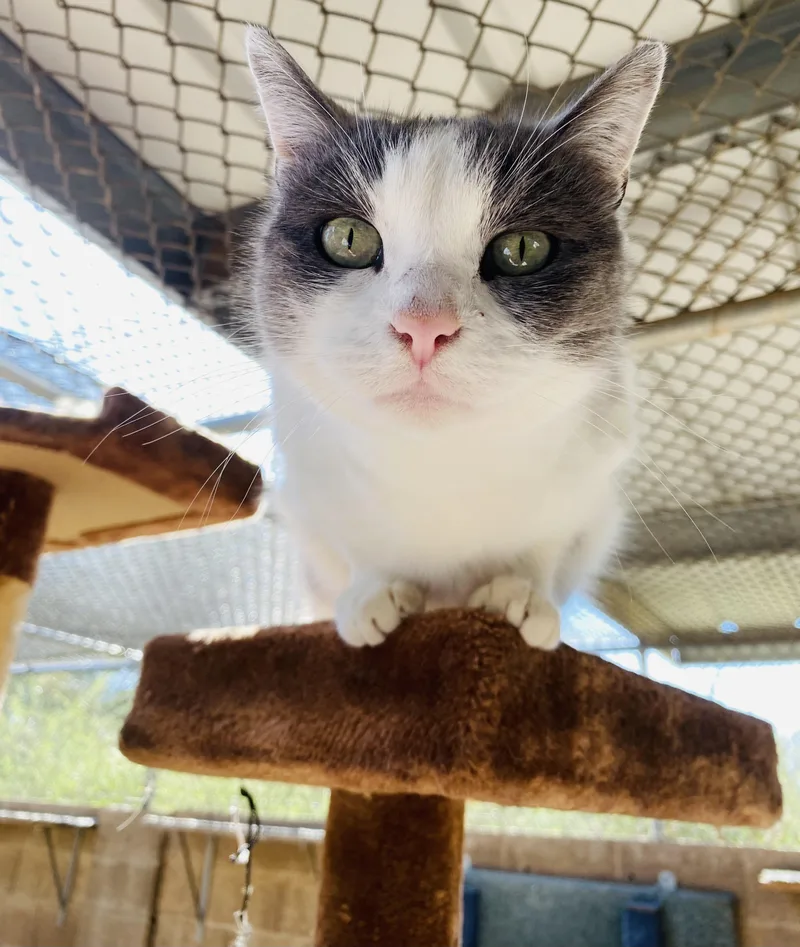 Pebbles thumbnail 3