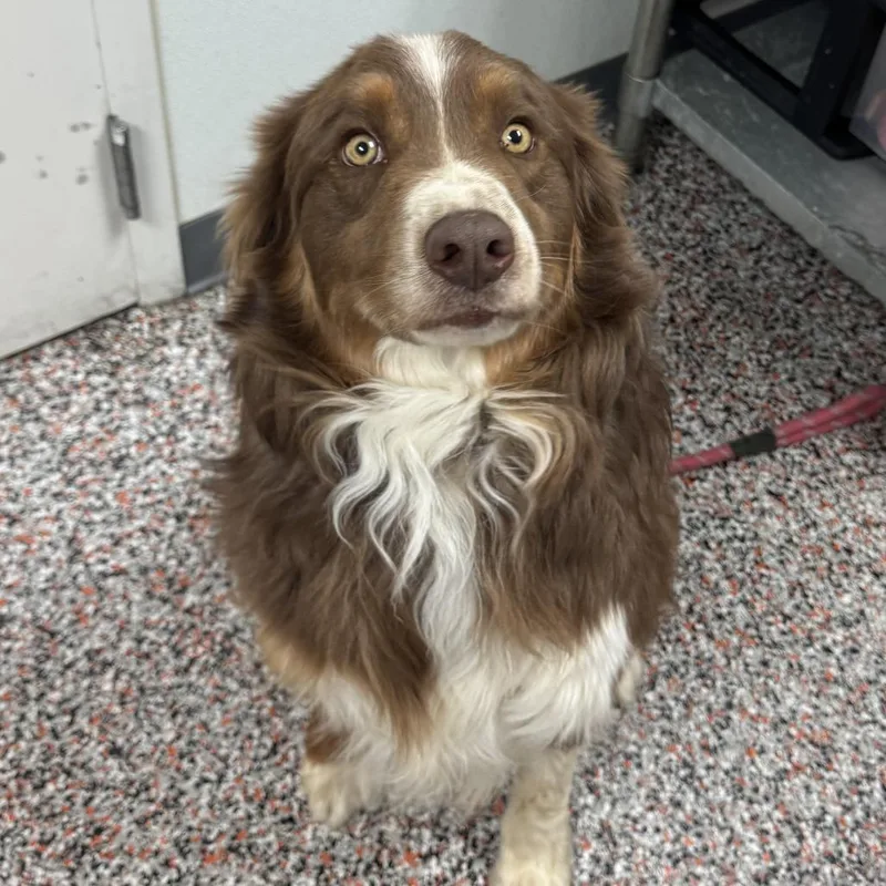 An adult medium-sized male Brown / Chocolate Mixed Breed dog named Fritz for adoption in Salt Lake City, UT