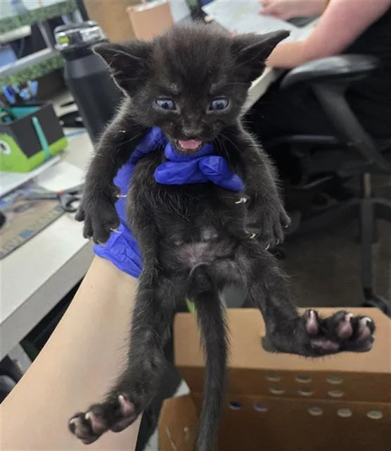 A baby medium-sized male Domestic Short Hair cat named Zimba for adoption in Dallas, TX