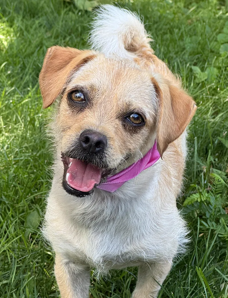 A baby small-sized male Golden Border Terrier dog named Rikko for adoption in Anderson, IN