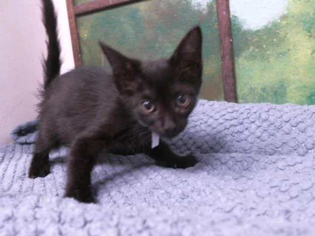 A baby small-sized female Domestic Short Hair cat named Kiki for adoption in Houston, TX