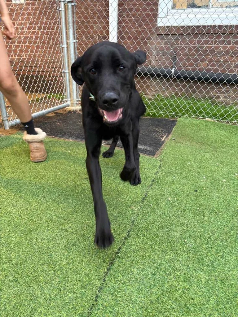 Pumpernickel thumbnail 2