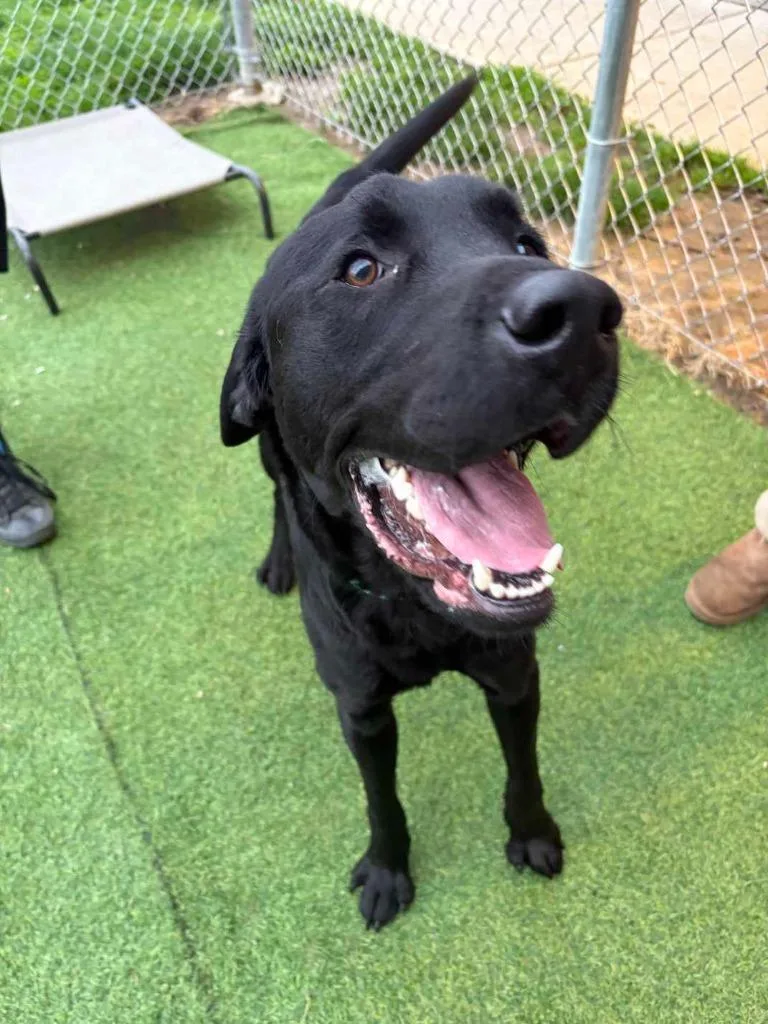 Pumpernickel thumbnail 3