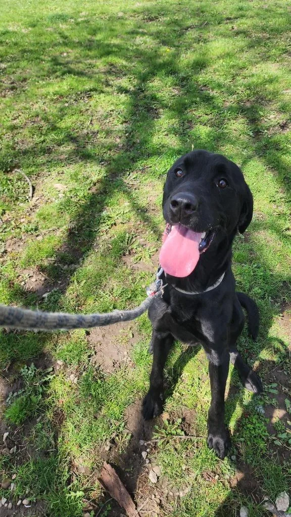 Pumpernickel thumbnail 4