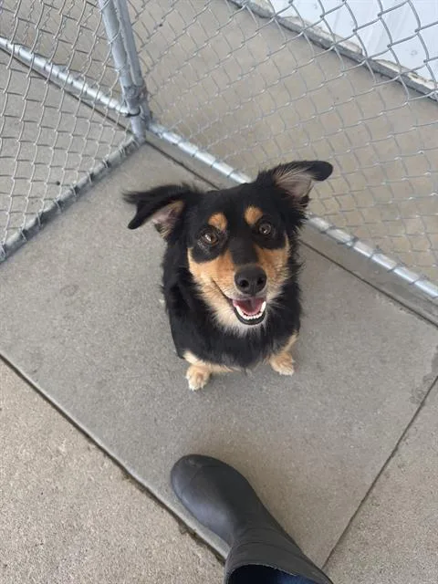 A young small-sized male Chihuahua dog named Coco for adoption in Bakersfield, CA