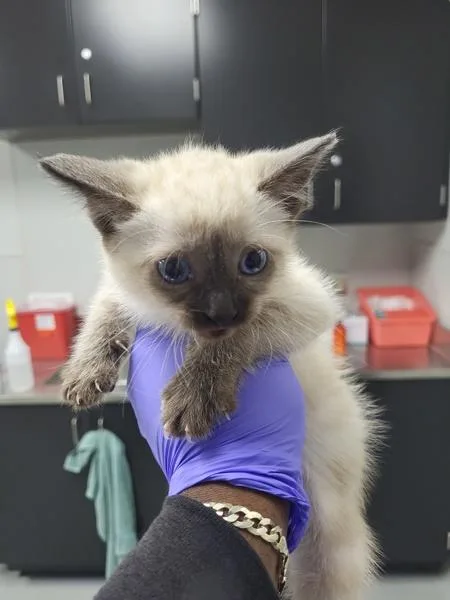 A baby small-sized female Domestic Short Hair cat named If Prudence for adoption in Lawrenceville, GA