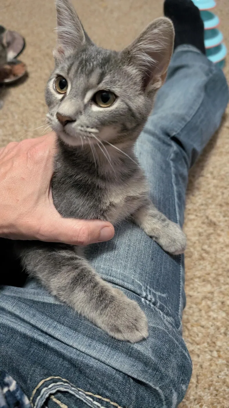 A baby medium-sized male Gray / Blue / Silver Domestic Short Hair cat named Silco for adoption in Farmington, MN