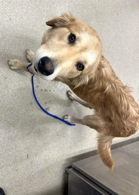 A young medium-sized female Golden Retriever dog named Darlene for adoption in Grand Prairie, TX