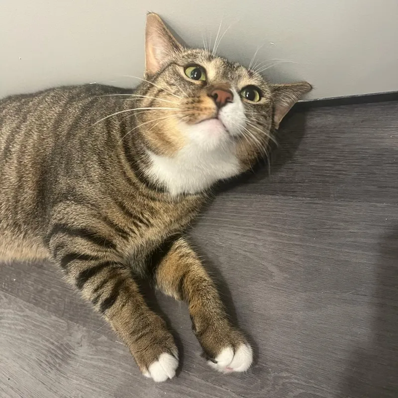 A young medium-sized female Tabby (Brown / Chocolate) Domestic Short Hair cat named Jellyfish for adoption in Columbus, OH