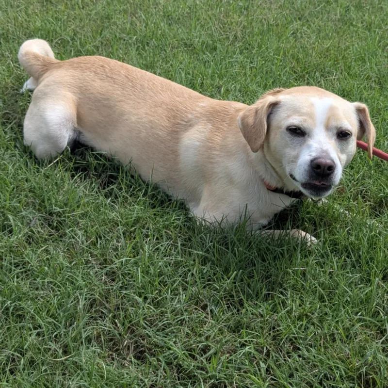 An adult medium-sized male Retriever dog named Max for adoption in Martinez, CA