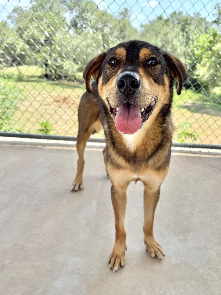 A young large-sized male Rottweiler dog named Dawson for adoption in Canyon Lake, TX