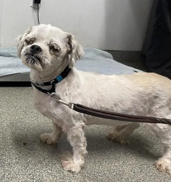 A senior small-sized male Poodle dog named Hank for adoption in Escondido, CA