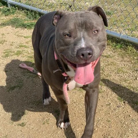 A young large-sized male Pit Bull Terrier dog named Bandit for adoption in Camarillo, CA