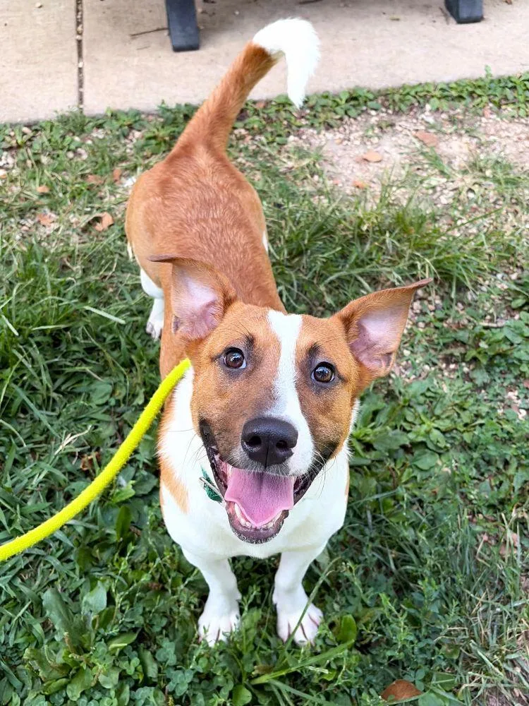 A young medium-sized male Yellow / Tan / Blond / Fawn Mixed Breed dog named Cordell for adoption in Alexandria, VA