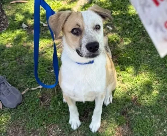 A young medium-sized male Apricot / Beige Australian Cattle Dog / Blue Heeler dog named Butterscotch  Urgent  for adoption in Thousand Oaks, CA