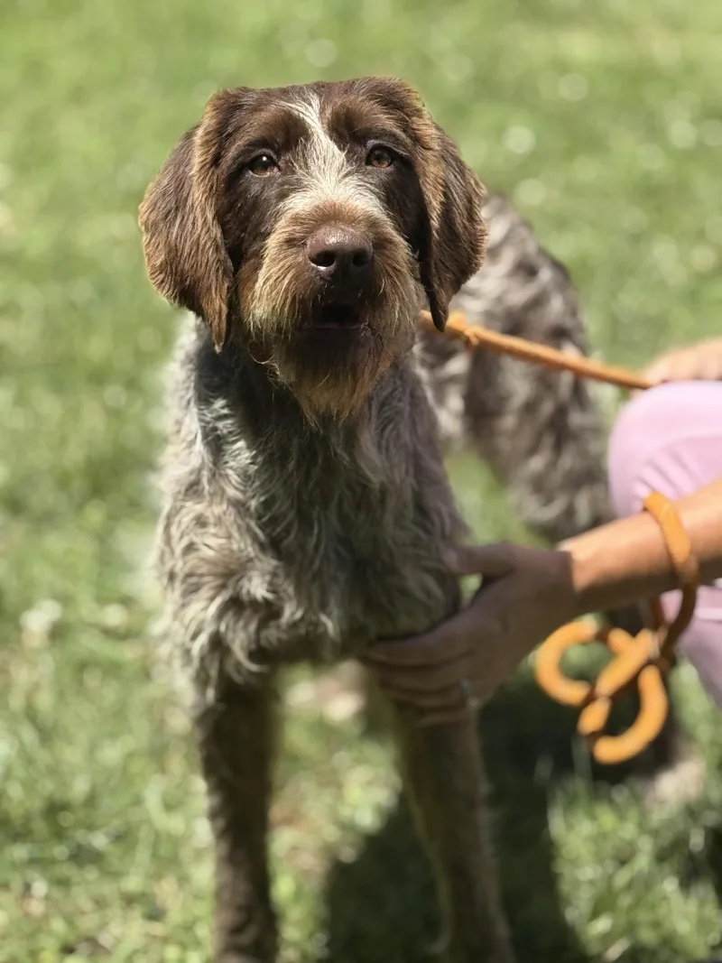 A young medium-sized female Brown / Chocolate German Wirehaired Pointer dog named Hannah for adoption in Meherrin, VA