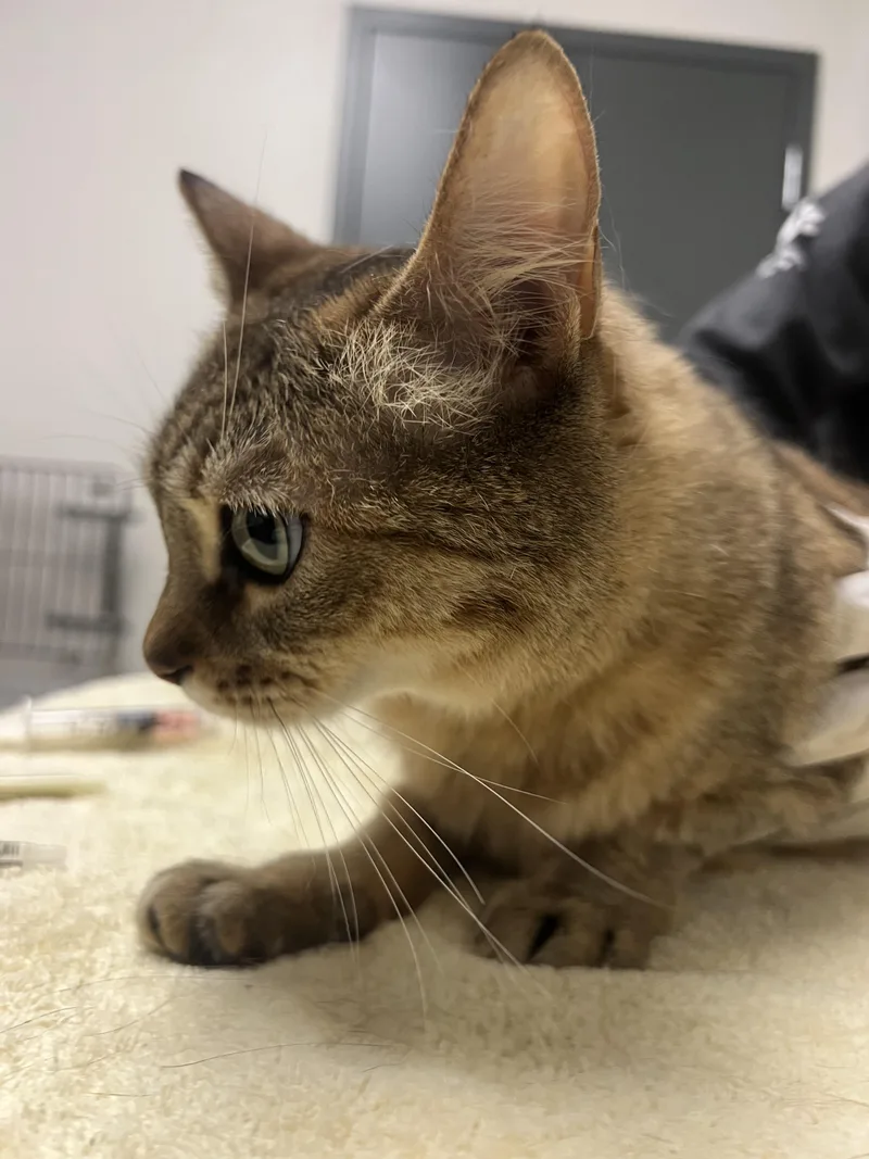 An adult large-sized female Domestic Short Hair cat named Mabel for adoption in Chico, CA