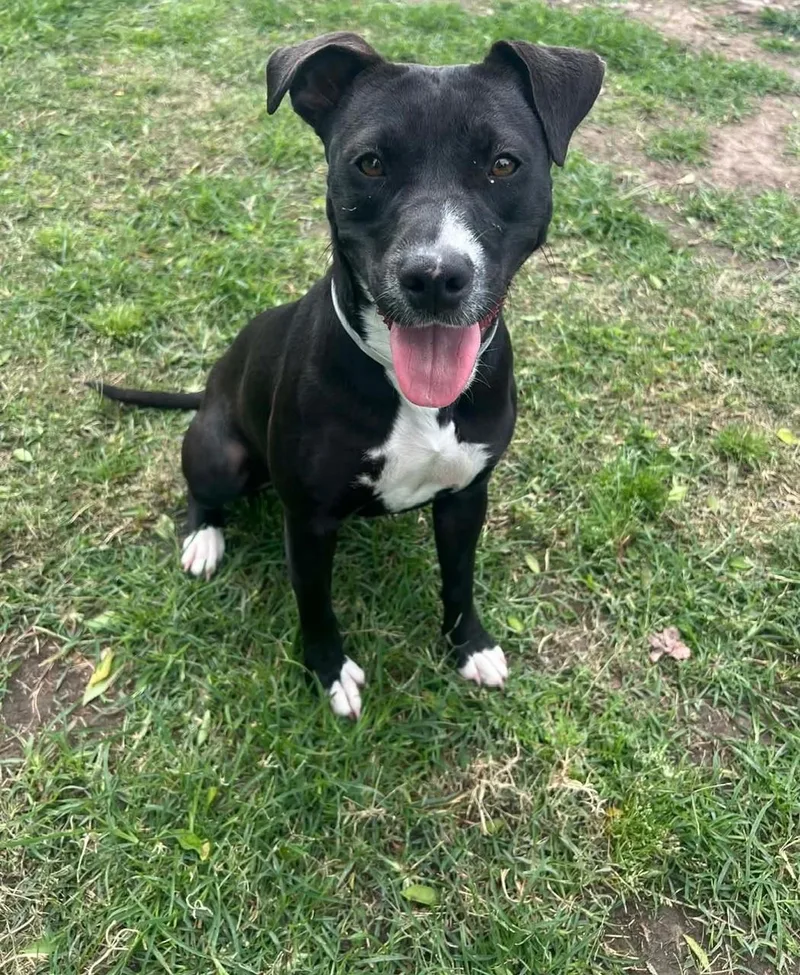 A young medium-sized female Pit Bull Terrier dog named Socks for adoption in Conroe, TX