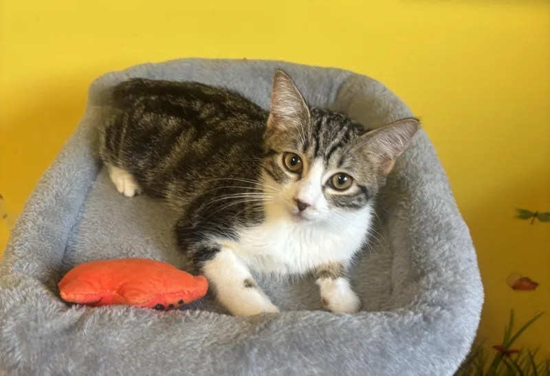 A young small-sized female White Domestic Short Hair cat named Zoey for adoption in Whittier, CA