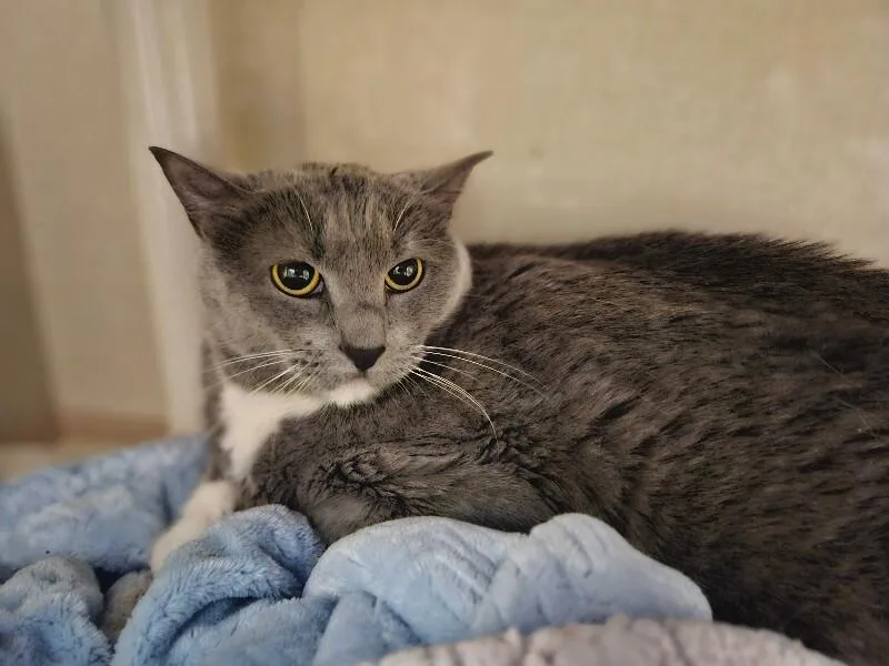 An adult medium-sized female Gray / Blue / Silver Domestic Short Hair cat named Silver for adoption in Fort Collins, CO