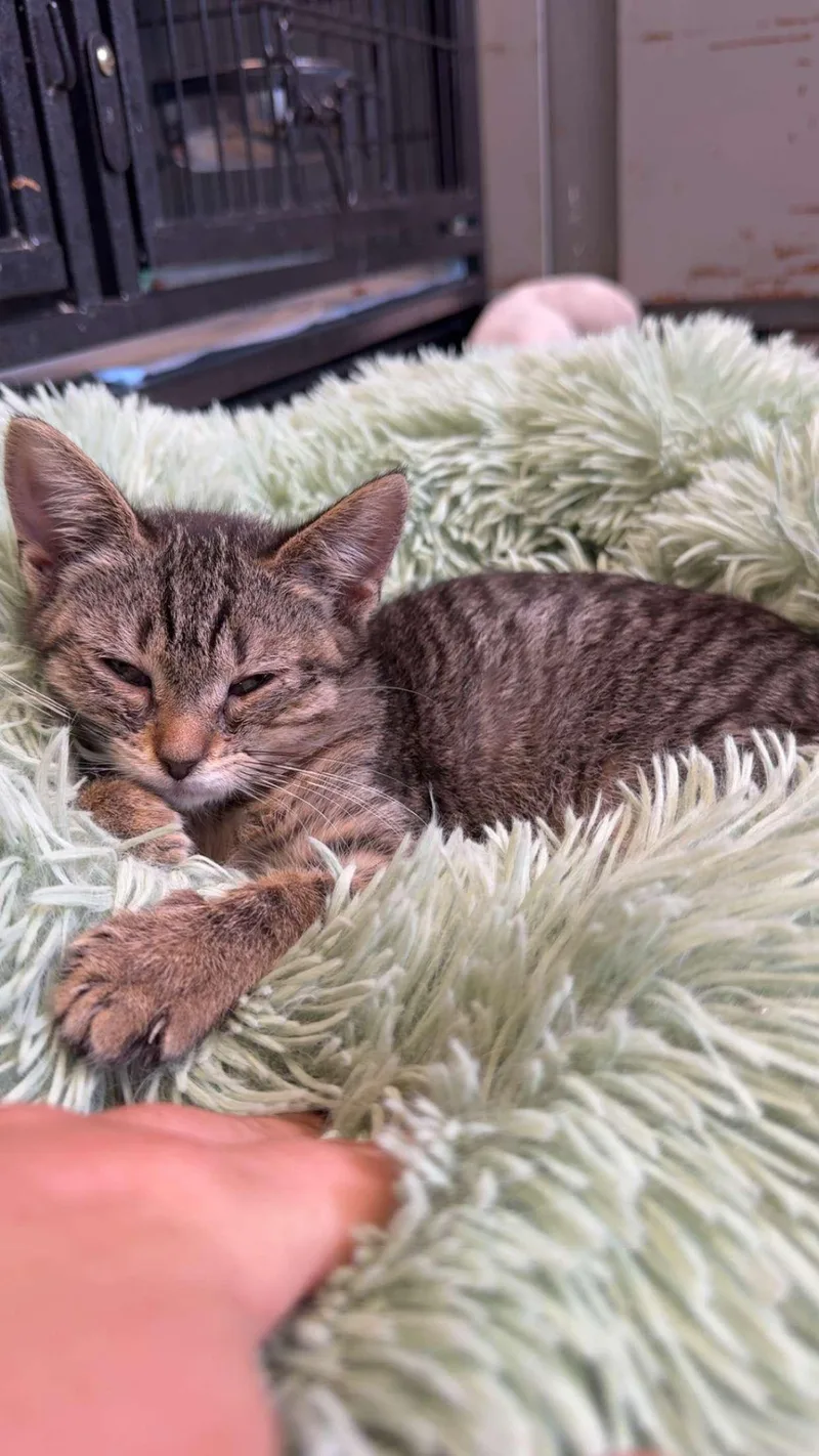 A young small-sized female Domestic Short Hair cat named Kit for adoption in Hermitage, PA