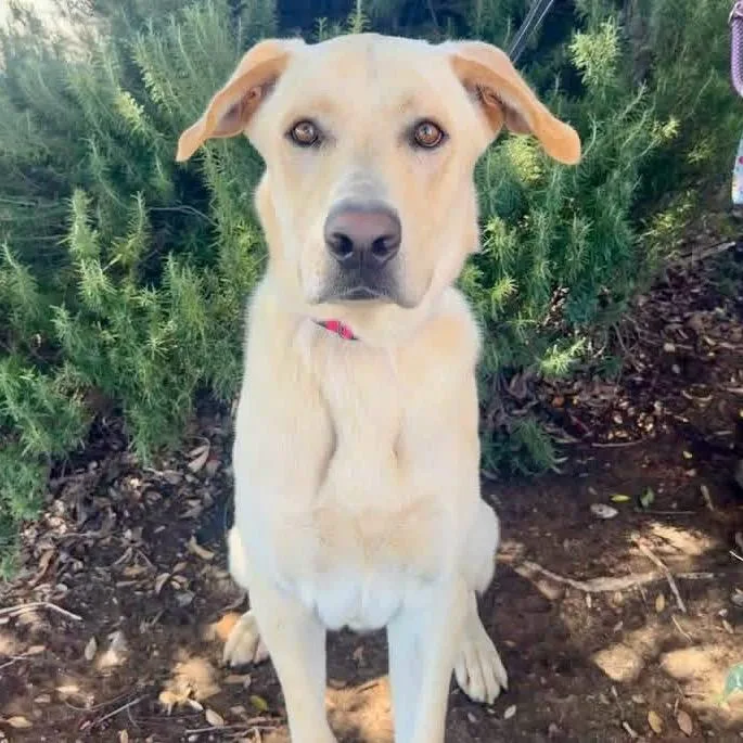 An adult large-sized male Yellow / Tan / Blond / Fawn Labrador Retriever dog named Daemond for adoption in San Jacinto, CA
