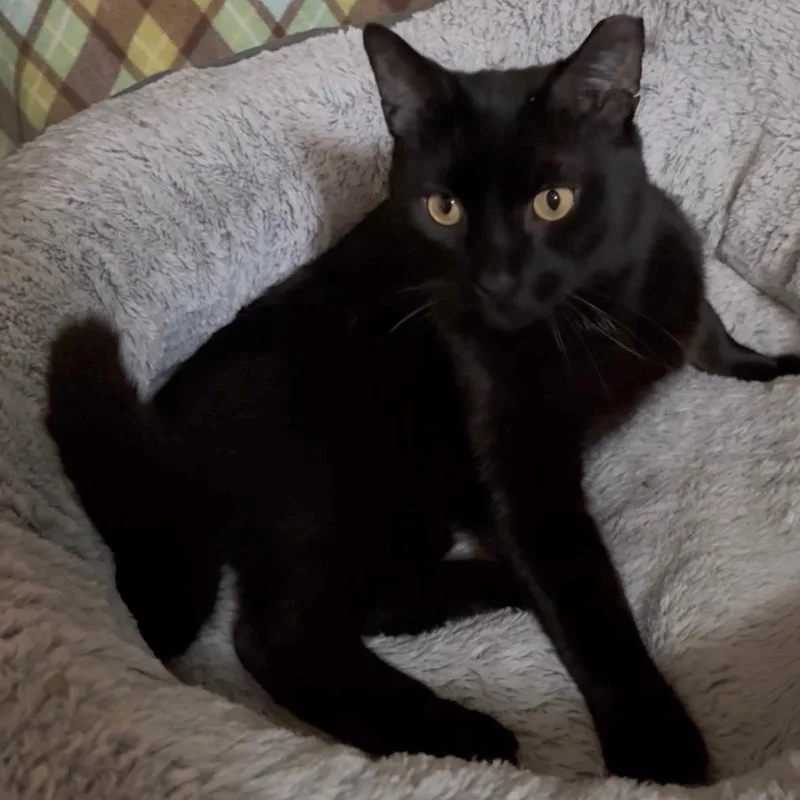 A young medium-sized male Black Domestic Short Hair cat named King Julian for adoption in Hamilton, NJ