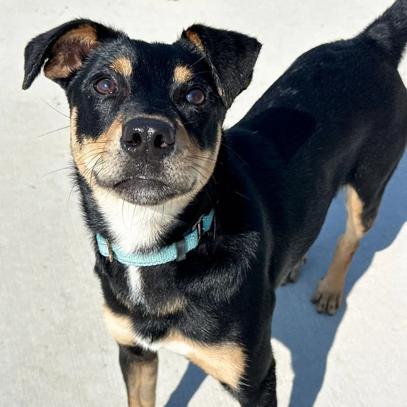 A young small-sized male Black Coonhound dog named Karlos for adoption in Matteson, IL