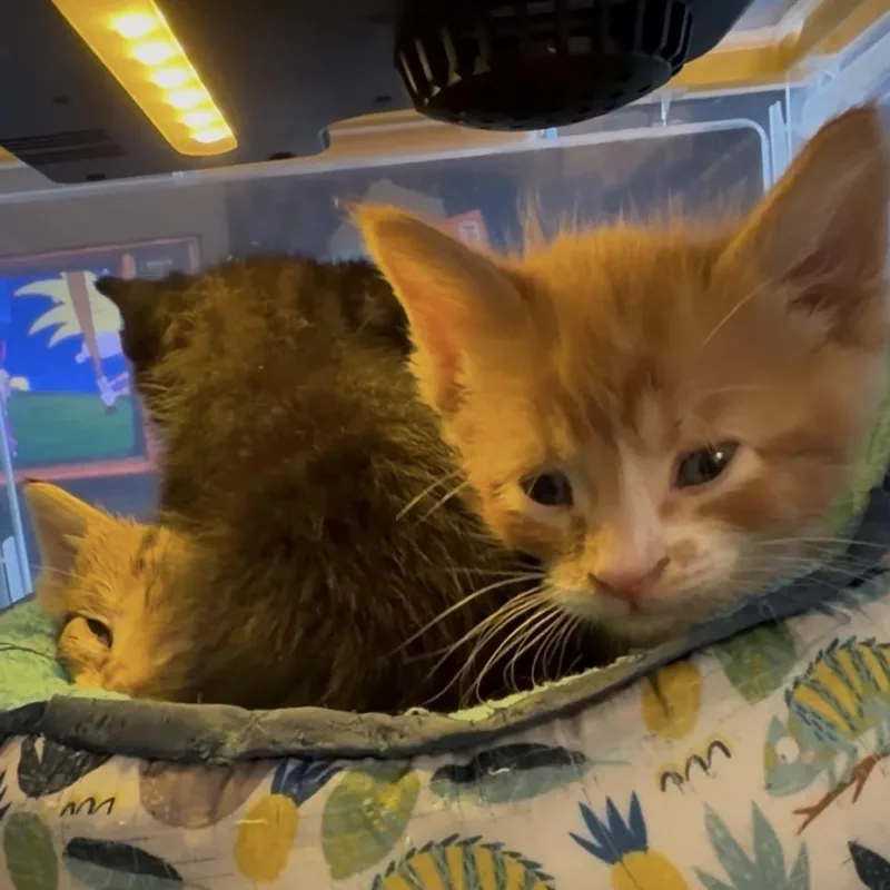 A baby medium-sized male Orange & White Maine Coon cat named Echo for adoption in Kent, WA