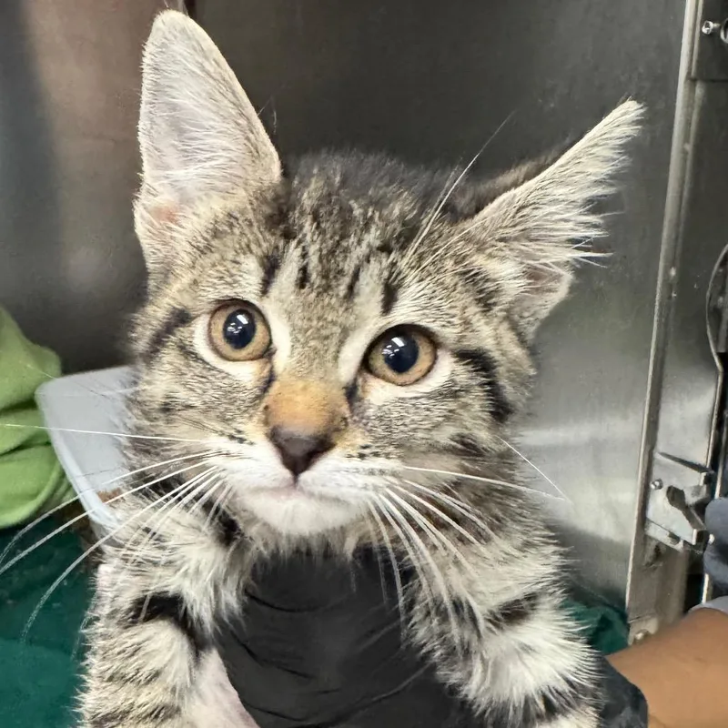 A baby small-sized female Brown / Chocolate Domestic Short Hair cat named Trinity for adoption in Lakeland, FL