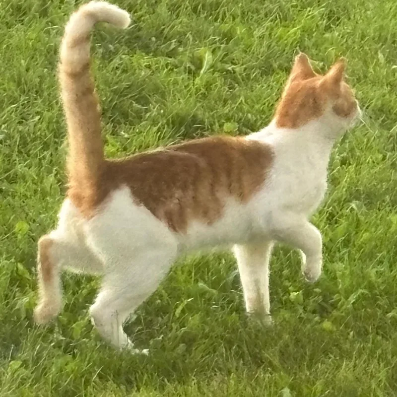 A young small-sized male Orange / Red Domestic Short Hair cat named Found Merrill Rd Castalia for adoption in Rochester, MN
