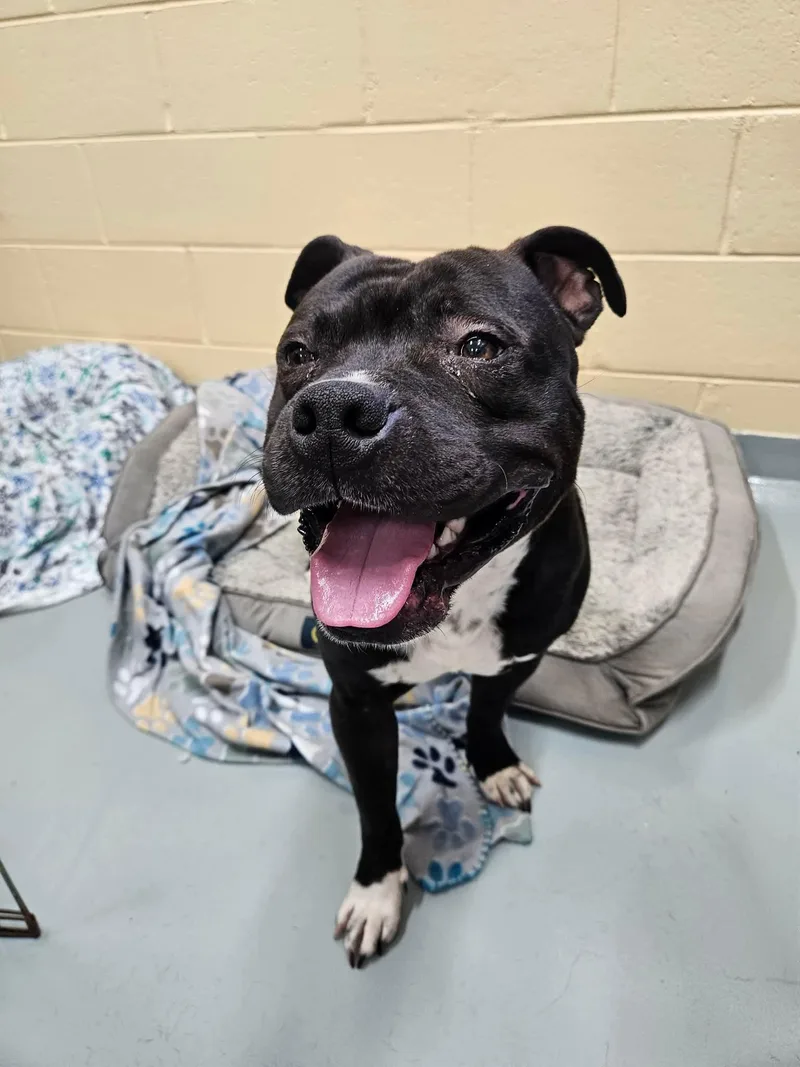 A young medium-sized male Black Pit Bull Terrier dog named Tank for adoption in Culpeper, VA