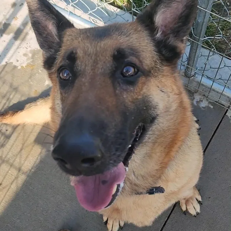 Maya